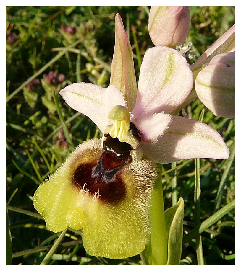 Ophrys Tenthredinifera......